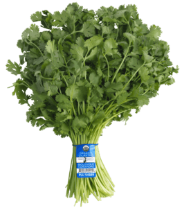 Cilantro